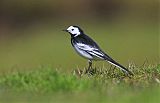 White Wagtail